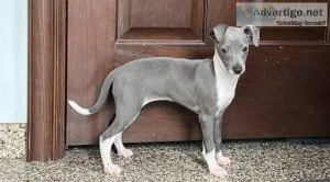 Gorgeous Italian Greyhound Puppies Available