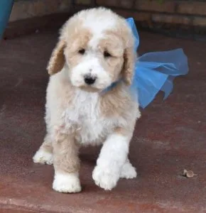 Well Socialized Labradoodle Puppies For Sale