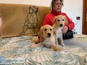 Beautiful Golden Retriever puppies
