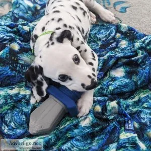 dalmatian puppies