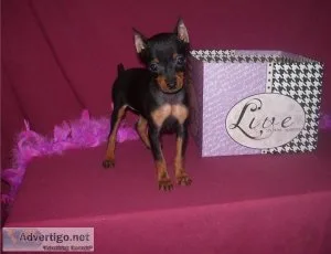 AKC Miniature Pinscher puppies available.