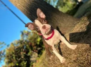 Nice Boston terrier Puppies