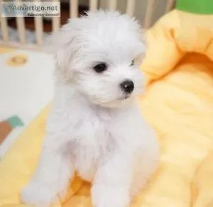 Male and female maltese puppies