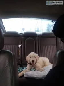 4 month old cream male registered standard poodle puppy.