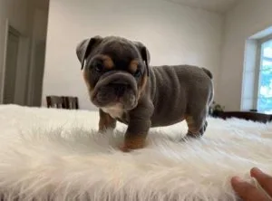 Adorable Male And Female English bulldog Puppies