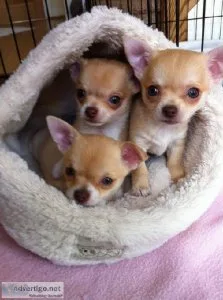 Micro Teacup Chihuahua Puppies