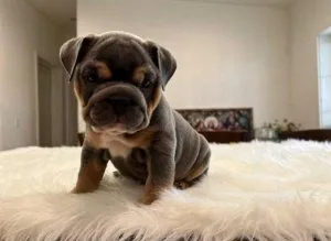 Sweet English bulldog Puppies