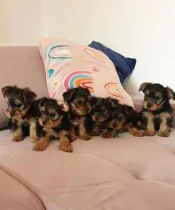 AKC Yorkshire Terrier puppies for sale
