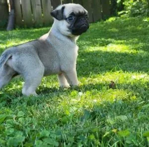 Pug pups