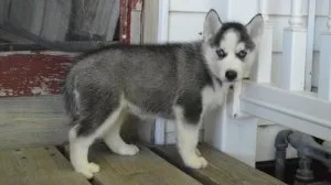 AKC Siberian Husky Puppies.