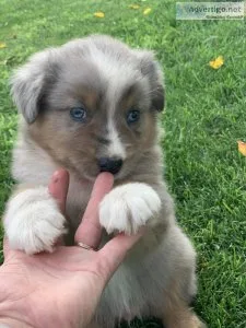 Australian Shepherd