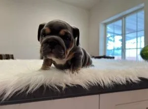 English Bulldogs for Rehoming