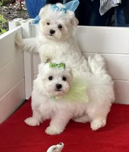 Lovely AKC Maltese Puppies For Sale