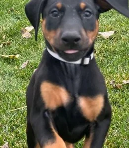 Obedient Doberman Pinscher Puppies.