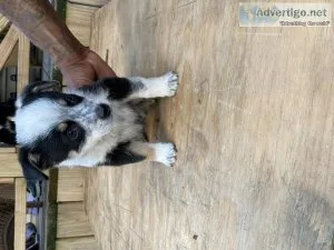 Texas Heelers