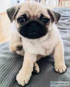 Adorable Pug Puppies Available