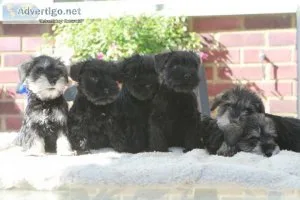 Beautiful Miniature Schnauzer Puppies