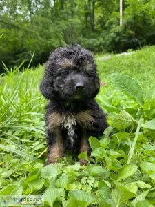 F1 Mini Aussiedoodle
