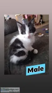 Kittens