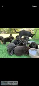 AKC German Shepherd puppies DDRWest German Workline