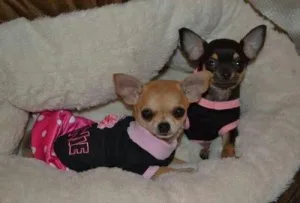 Beautiful male and female applehead Chihuahua puppies