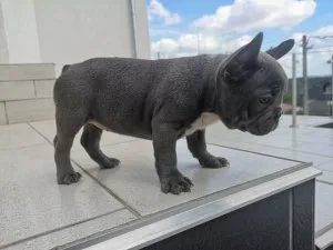 French bulldog puppies