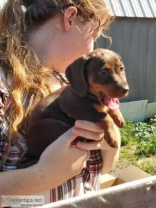 Mini Dachshund puppies