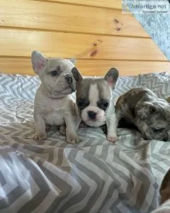 Akc registered french Bulldog puppies