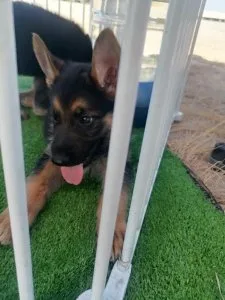 German shepherd puppies