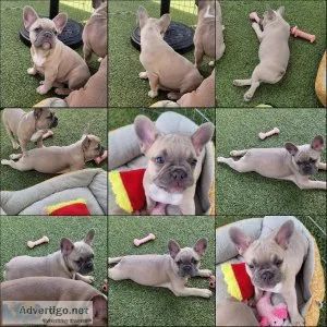 French Bulldog Puppy