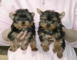Yorkshire Terrier Puppies for sale