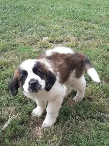 AKC reg. Saint Bernard puppies available now