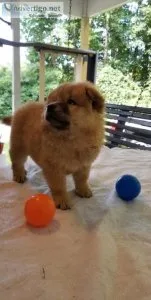 Home Raised Chow Chow Puppies