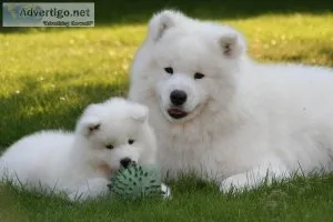 Looking For Good Homes For My Samoyed Puppies