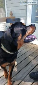 Handsome 15 Month Male Rottweiler