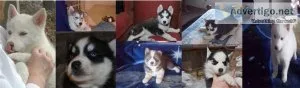 WE HAVE A KC SIBERIAN HUSKY PUPPIES