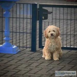 Maltipoo Puppy