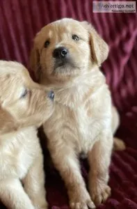 AKC Golden Retriever puppies