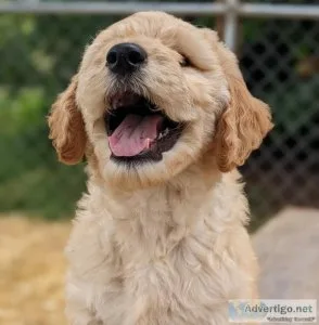 F1B Goldendoodles