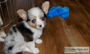 AKC Pembroke Welsh Corgi puppies ready for Sale.