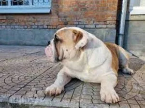 Buy Kraft English Bulldog Puppy