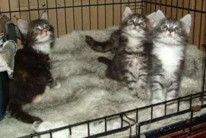 Maine Coon Kittens TICA registered