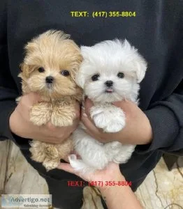 Maltipoo Puppies