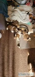 Shih Tzus Puppies For Sale to a loving home