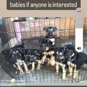 German Shepherd Puppies