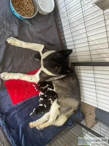 American Akita x Siberian husky pups