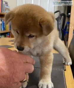 JAPANESE SHIBS INU STUNNING FEMALE FOR SALE ALL MALES SOLD