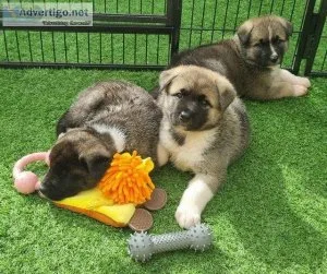 Therapy Akita Puppies Perfect Temprament