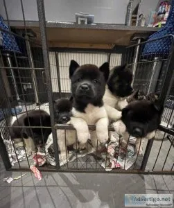 American akita puppy&rsquos ready to leave