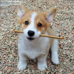 Corgi Puppies For Sale